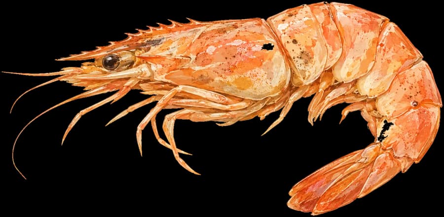 Shrimp