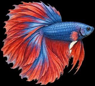 Betta