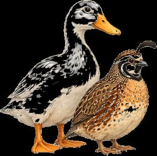 Ducks & Quail