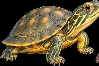 Turtles